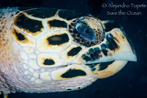 Turtle Head, Playa del Carmen Mexico by Alejandro Topete 